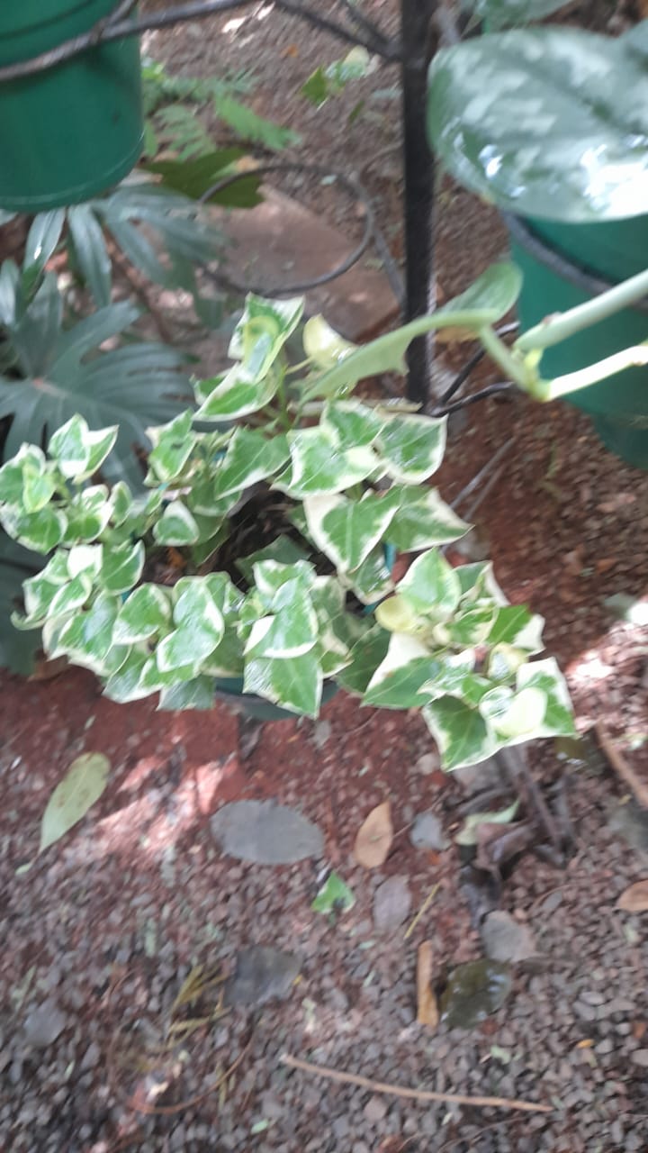 Jardín Plantas